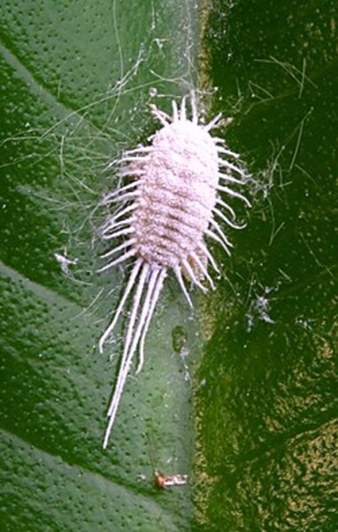 Ο ψευδόκοκκος στην ροδακινιά (Pseudococcus spp.) 