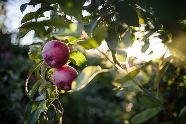 Nutrition of Pome - Giant Fruits